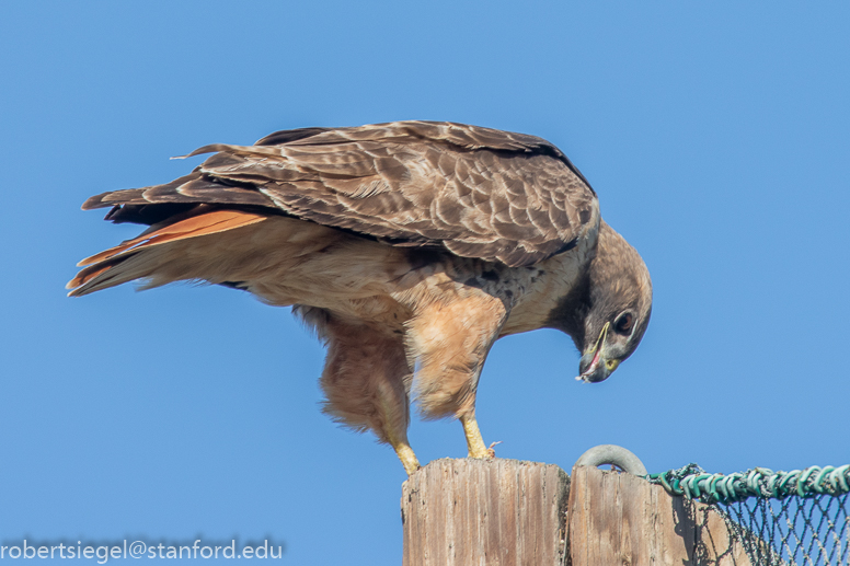 geng road, palo alto baylands